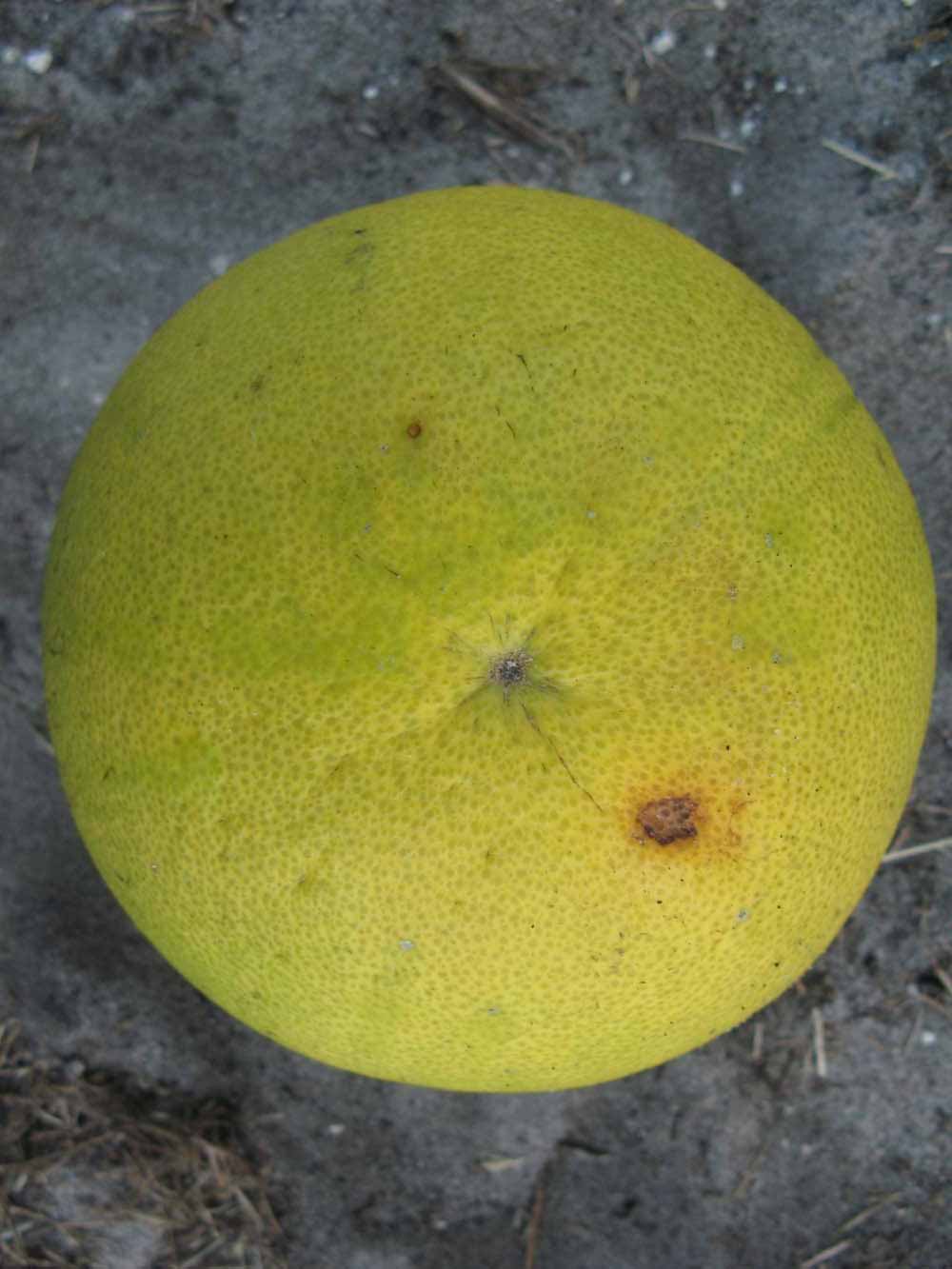              Fruit (Large Pink, Winter Haven, FL)   